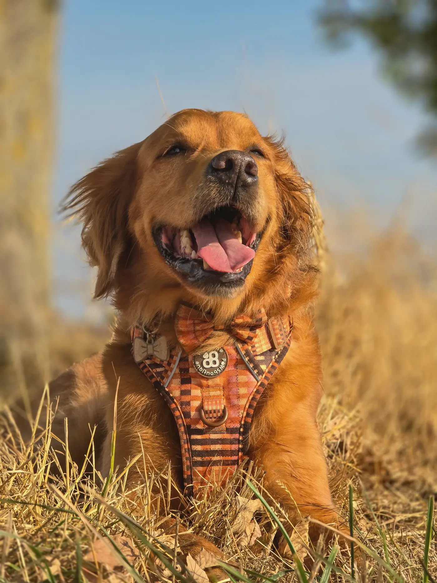 Golden retriever in a harness lying in the sun